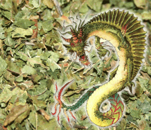 Bali Green Dragon